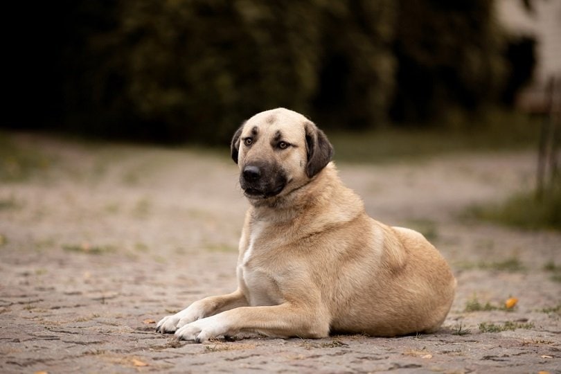 kangal-breed_Marry-Kolesnik_shutterstock