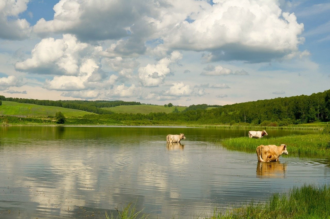 Коровы плавают