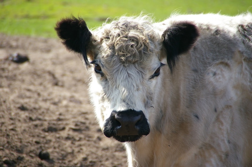 Read more about the article Плачут ли коровы слезами?  Что тебе нужно знать!