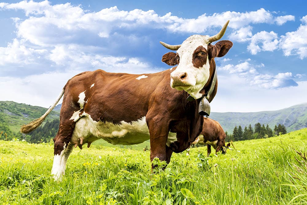 Read more about the article Как высоко может прыгать корова?  Могут ли они перепрыгнуть через забор?