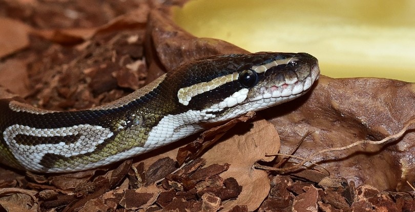 Axanthic Ball Python в аквариуме