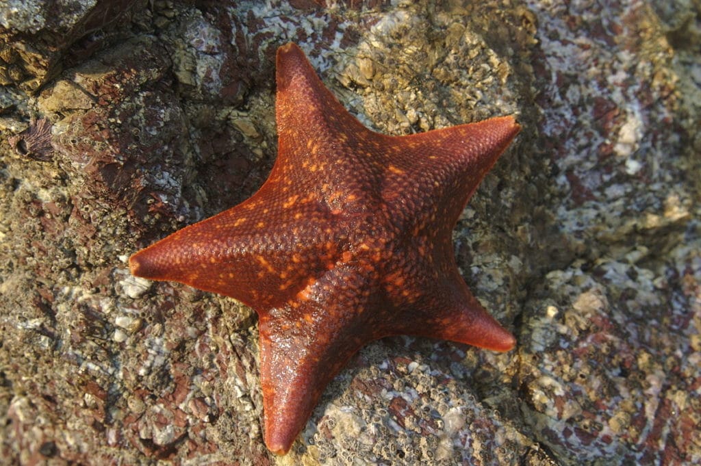 Летучая мышь (Asterina miniata)002