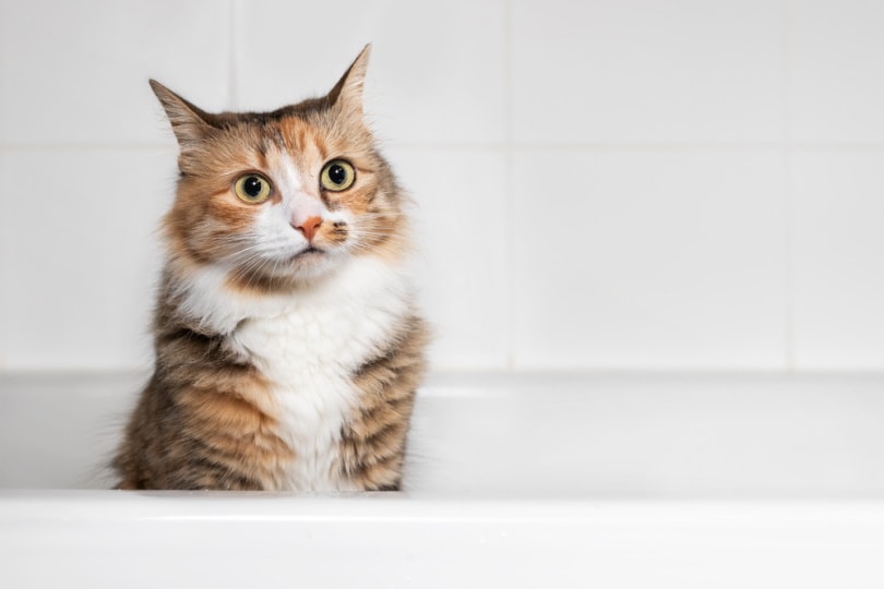 Read more about the article Почему кошки так любят ванну?  7 вероятных причин