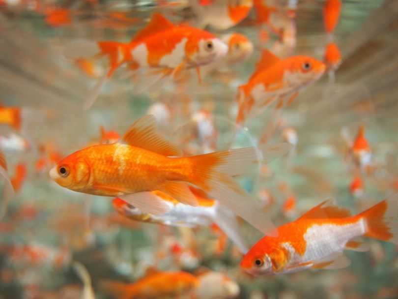 Read more about the article Как разводить золотых рыбок: 8 советов и хитростей для успешного разведения