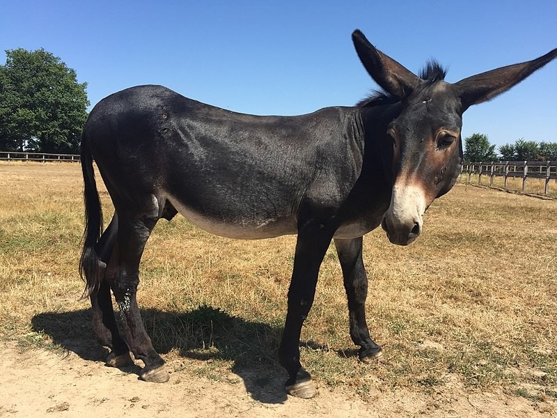 Read more about the article Grand Noir Du Berry Donkey Info: фотографии, темперамент и черты характера