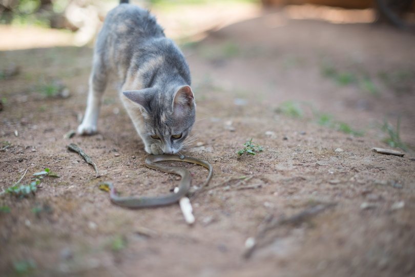 кошачий бой со змеями, студия PPK, Shutterstock