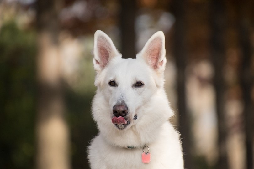 Read more about the article Почему моя собака так часто облизывает губы?  (Ответ ветеринара)