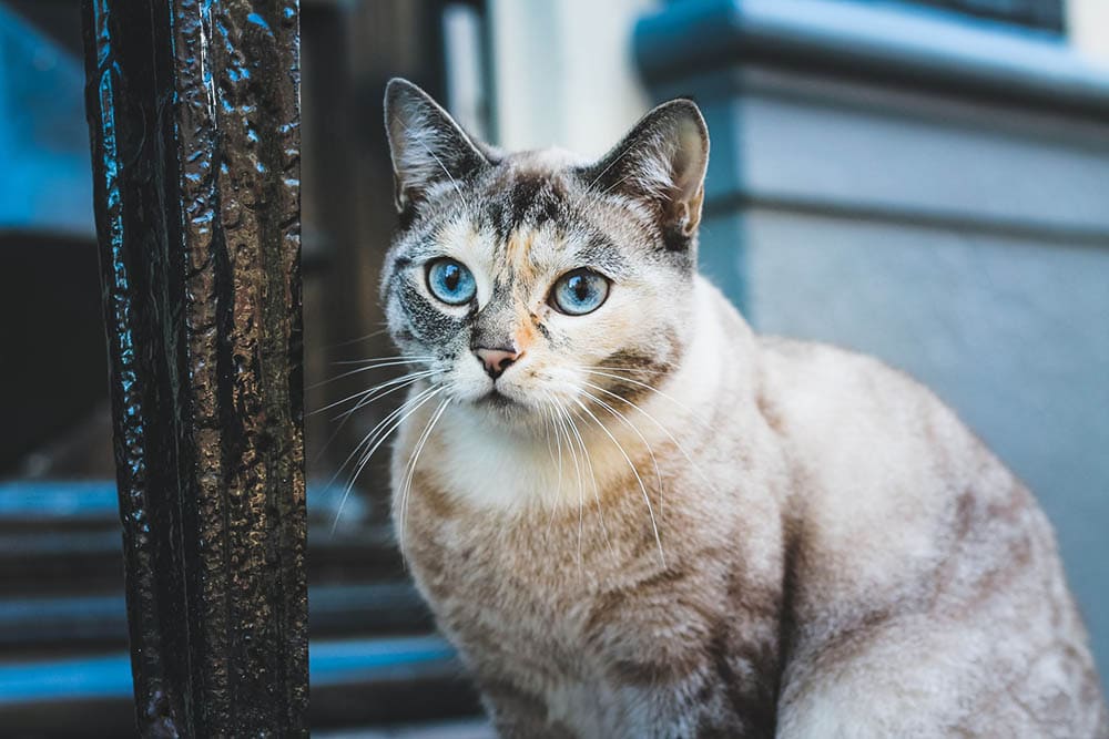 черепаховый кот на улице