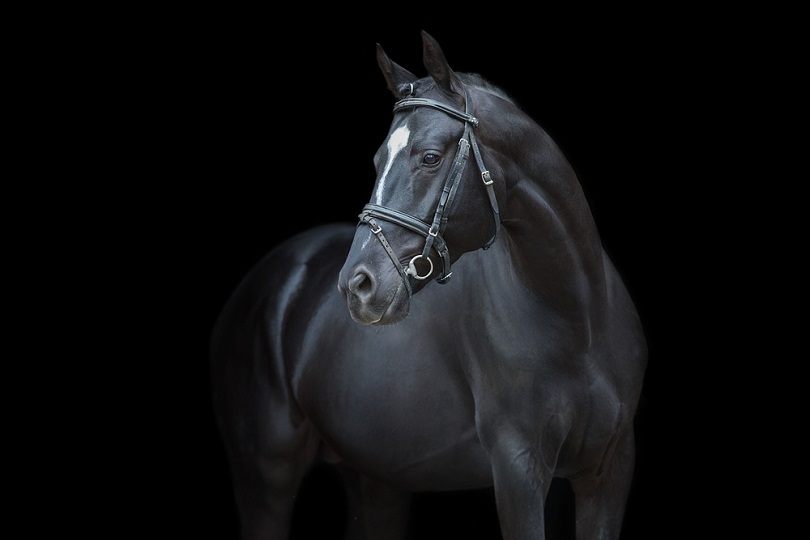 black-bay-Horse-portrait-in-bridle_Callipso_shutterstock.jpg 5 февраля 2021 г.