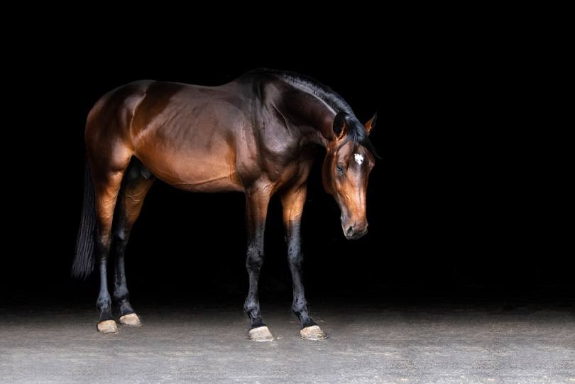 темно-гнедая-теплая-кровь-гнедая-horse_ashkabe_shutterstock