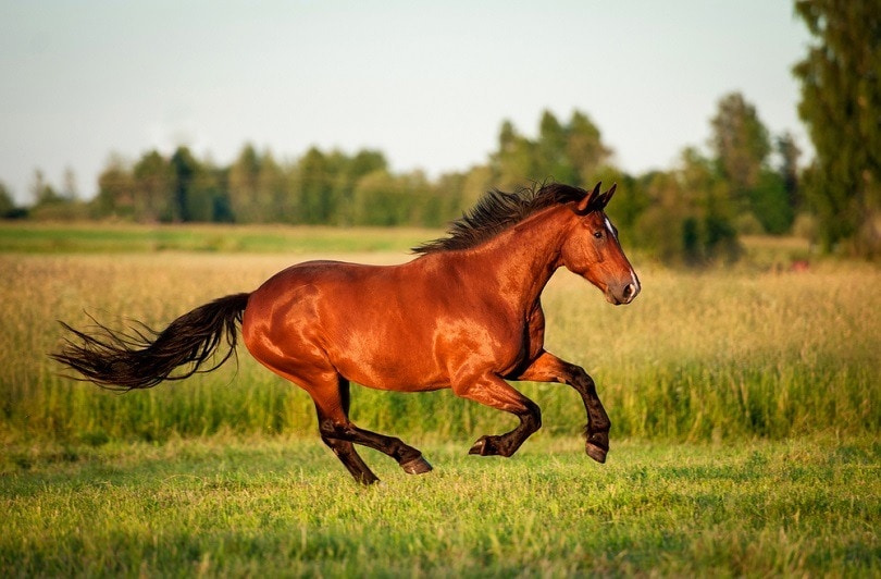 blood-Bay-horse_Rita_Kochmarjova_shutterstock