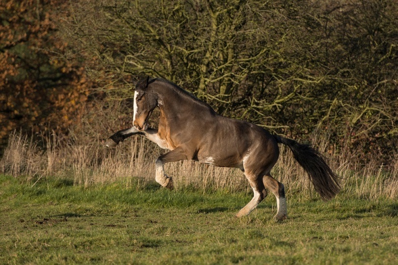 сил-коричневый-гнедой-коб-horse_mbaskphotography_shutterstock