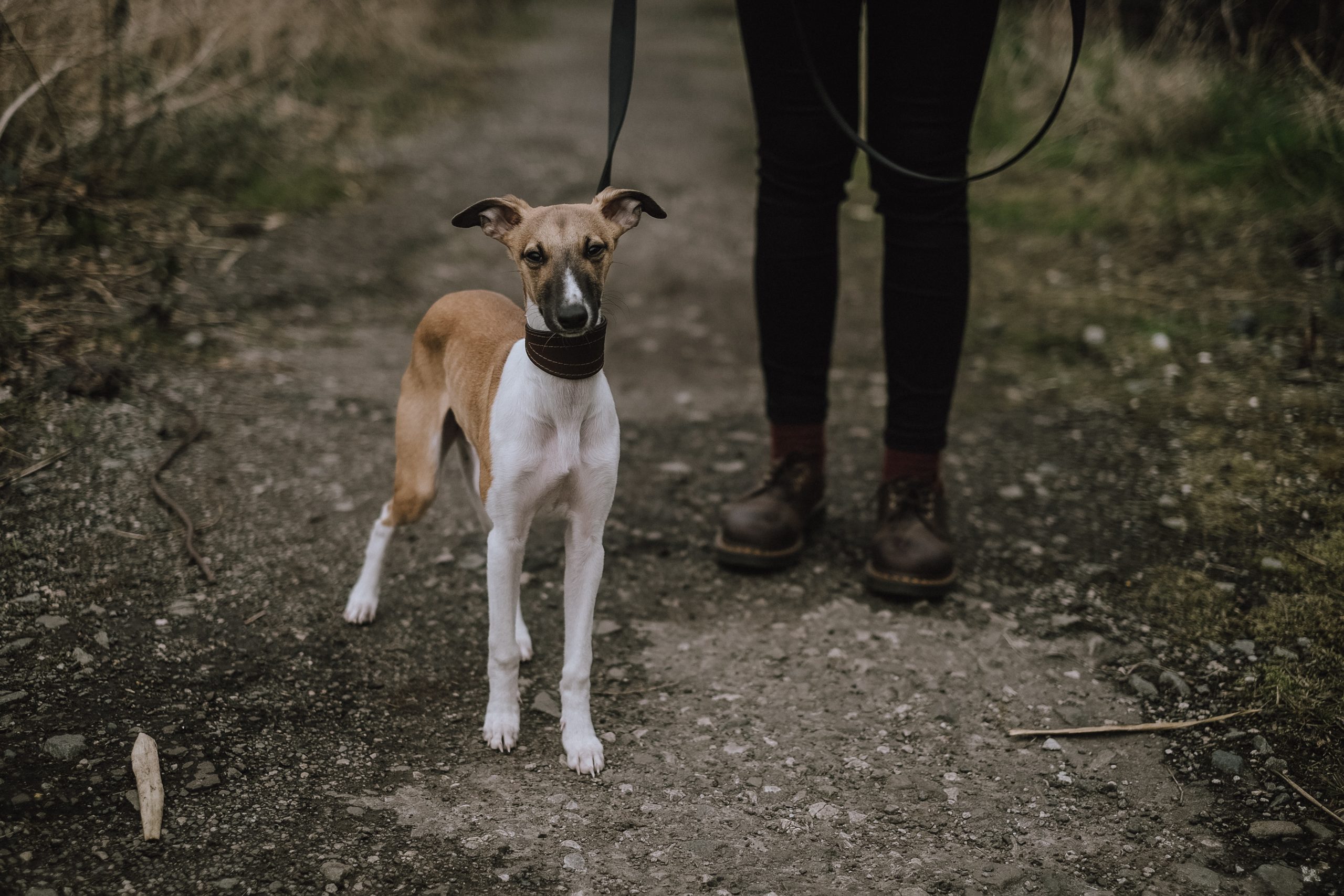 ивисская гончая walk_Unsplash