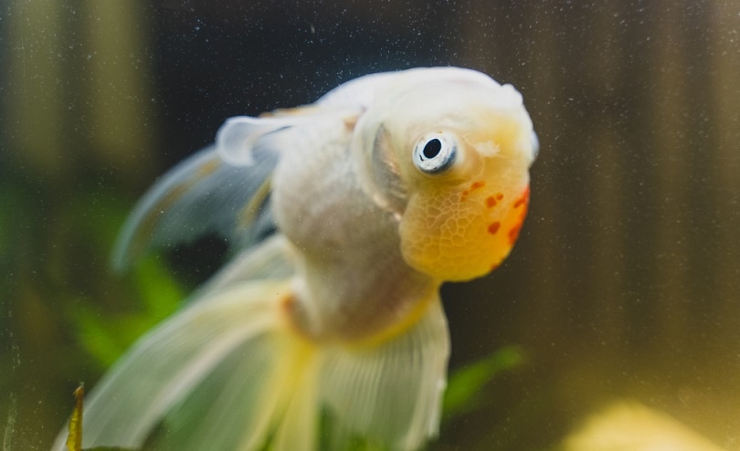 Read more about the article Болезнь плавательного пузыря золотых рыбок: симптомы, лечение и профилактика