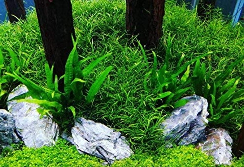 Greenpro Microsorum Pteropus Яванский папоротник