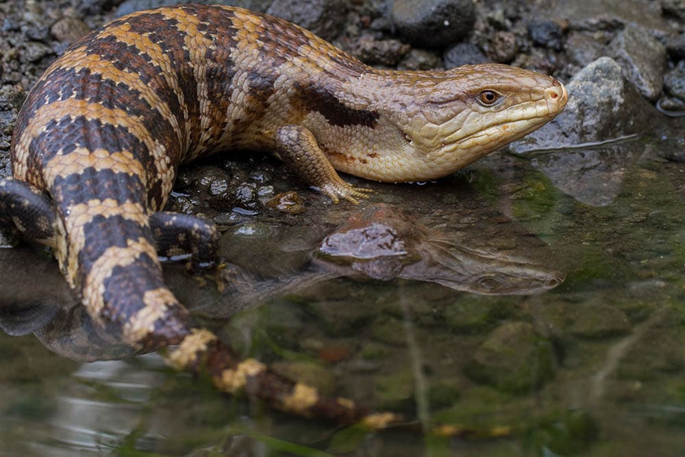 Read more about the article Merauke Blue Tongue Skink: руководство по уходу, информация и фотографии