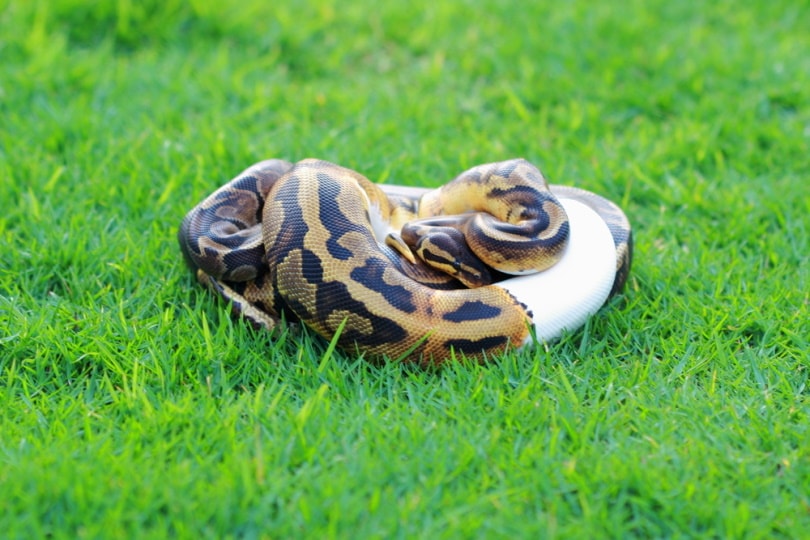 You are currently viewing GHI Ball Python Morph: изображения, особенности, руководство по уходу и многое другое!