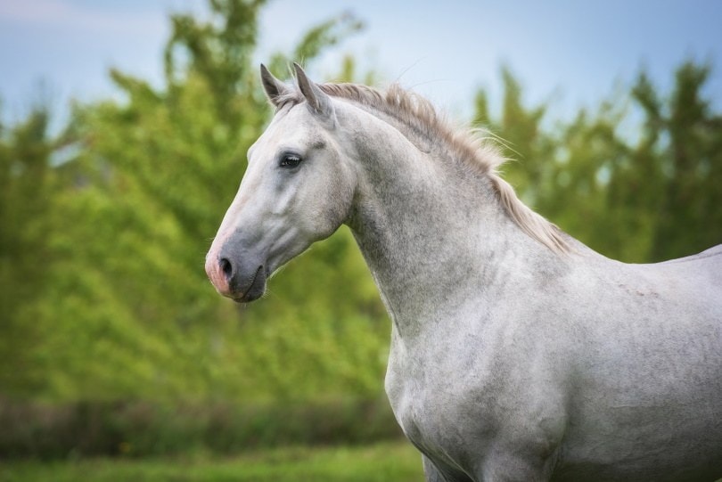 lipizzan_Rita_Kochmarjova _Shutterstock