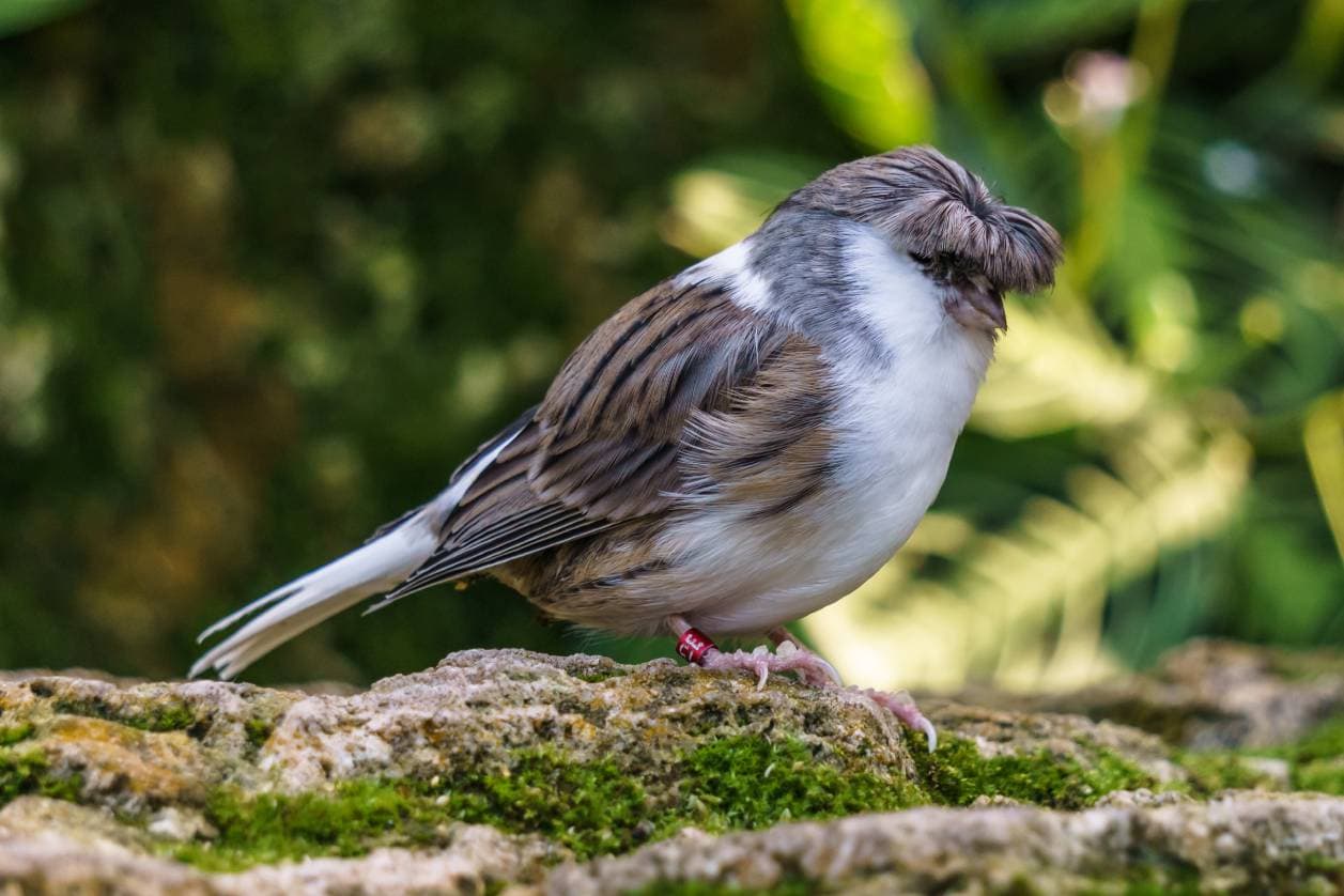 Read more about the article Gloster Canary: руководство по уходу за птицами, факты и личность (с иллюстрациями)