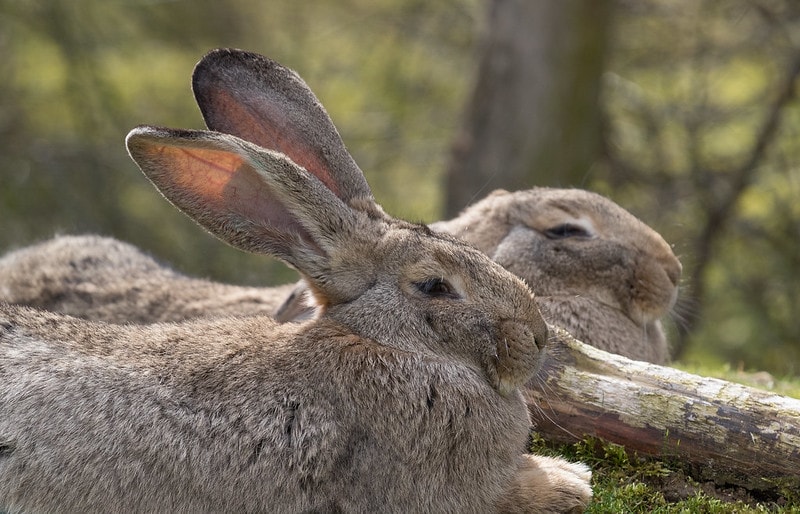 Read more about the article Фламандский гигантский кролик: информация, фотографии, особенности и факты