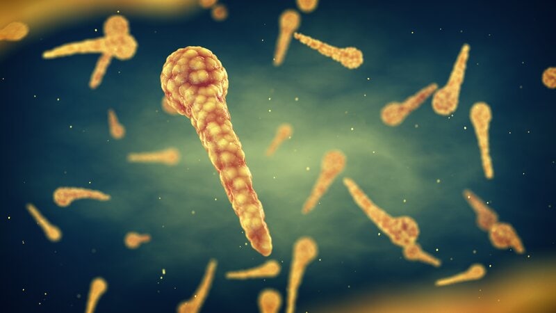 Бактерия Clostridium tetani