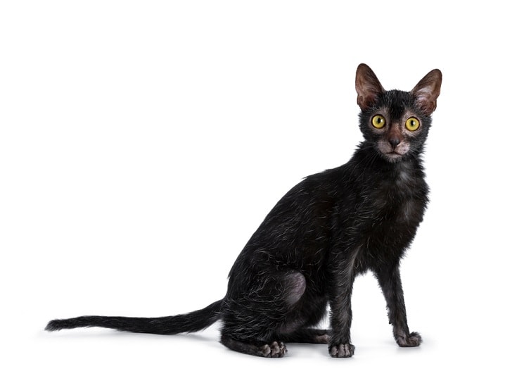 Lykoi-cat_Shutterstock_Nynke-van-Holten