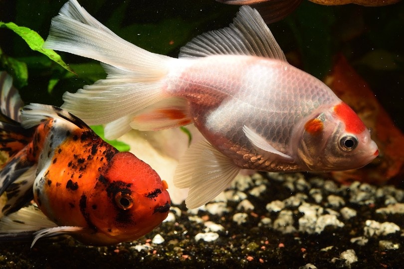 Read more about the article Агрессивное поведение золотых рыбок: 11 причин и способов остановить это!