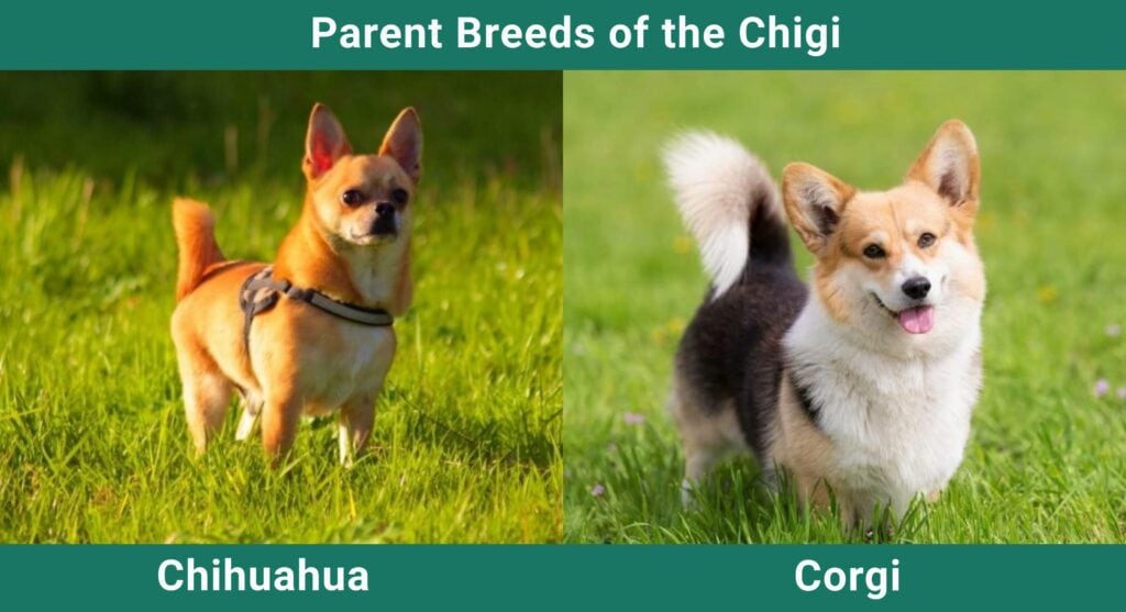 Parent_breds_Chigi