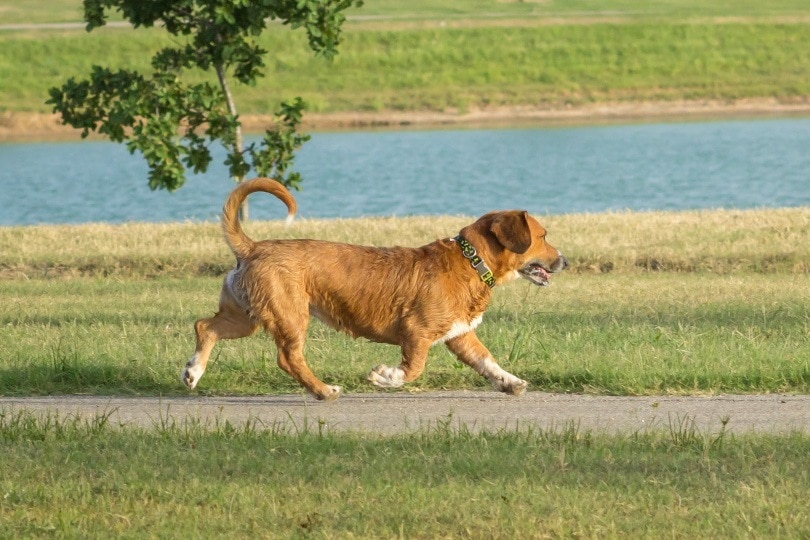 Собака беаги_Кэролин Вайнс_Shutterstock