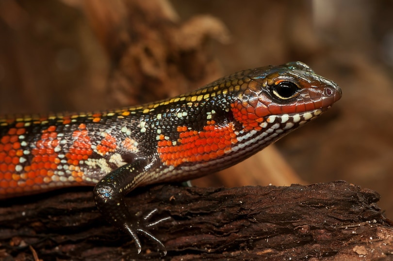 огонь skink_miniformat65, Pixabay