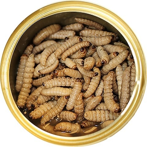 Exotic Nutrition Wax Worms Консервированные лакомства для ежиков