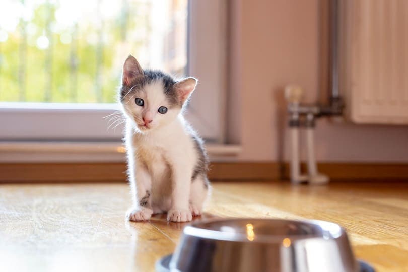 маленький котенок сидит у миски с молоком