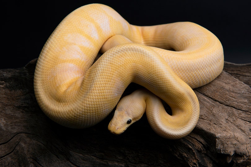 Read more about the article Banana Ball Python Morph: факты, информация и руководство по уходу (с иллюстрациями)