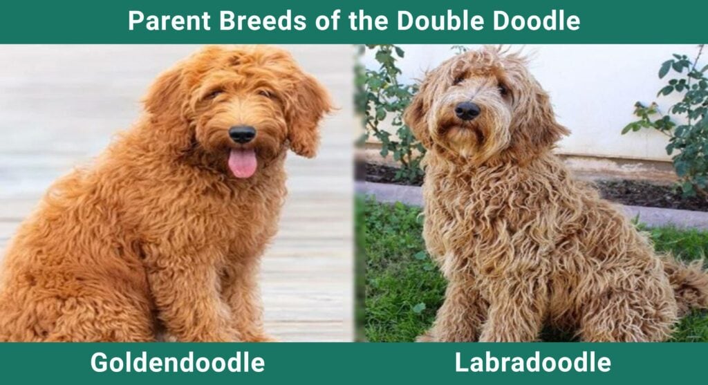 Parent_breeds_Double Doodle