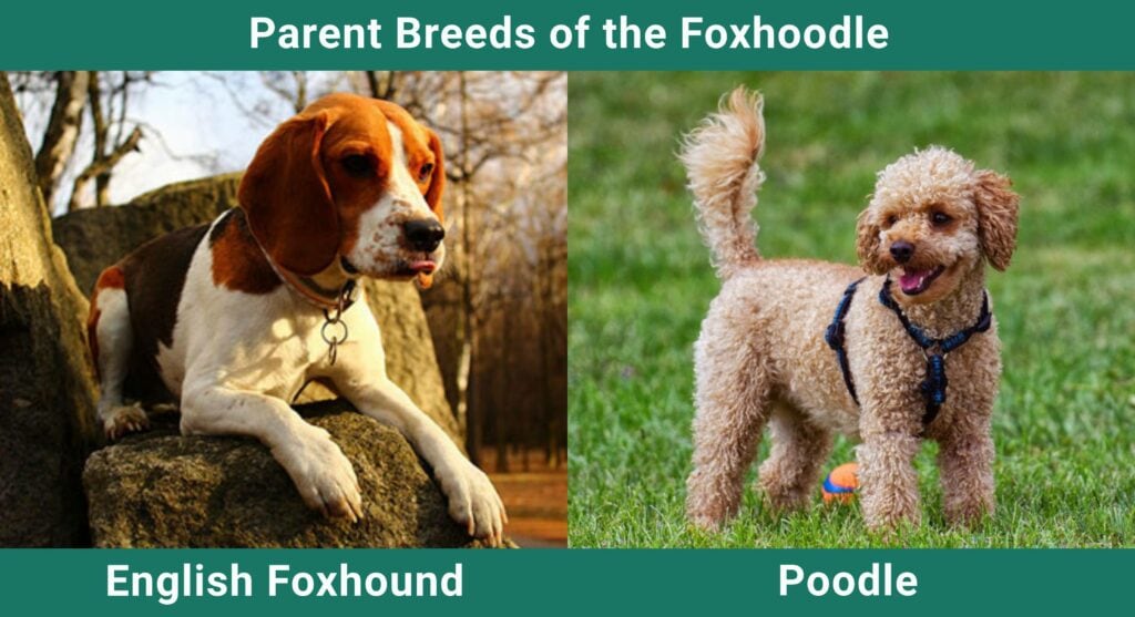 Parent_breeds_Foxhoodle