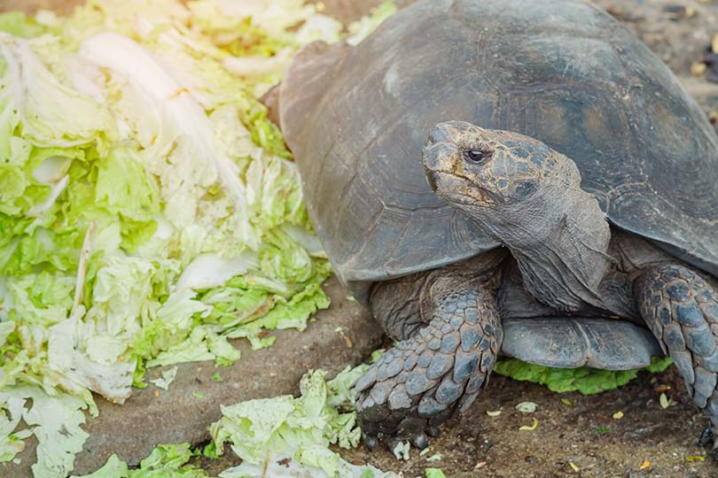 Read more about the article Можно ли черепахам есть капусту?  Что тебе нужно знать!