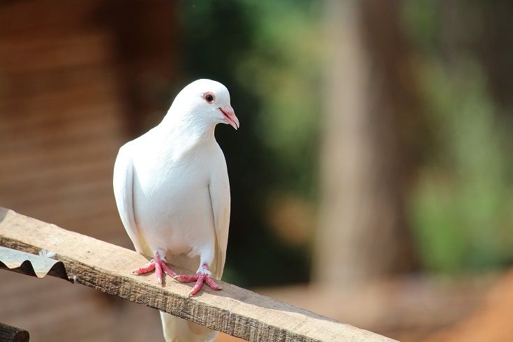 Read more about the article 17 увлекательных и забавных фактов о голубях, которых вы не знали