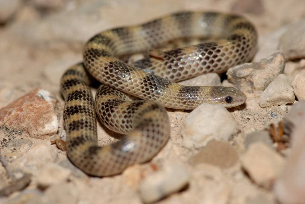 Переменная Groundsnake_Rusty Dodson_Shutterstock