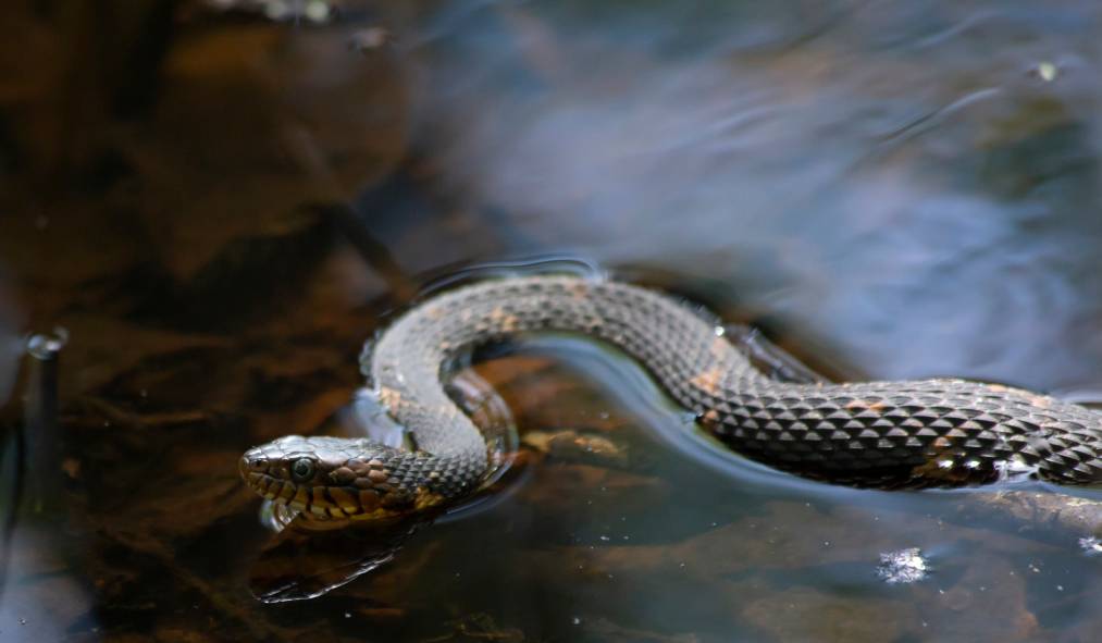 Широкополосая водяная змея_Брэнди Макнайт_Shutterstock