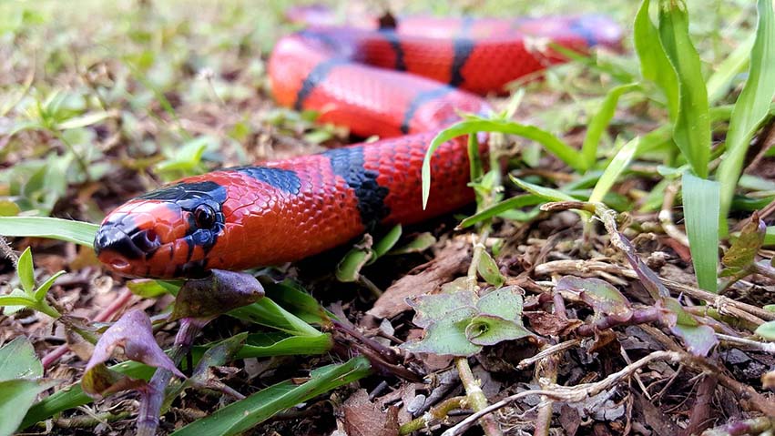 Read more about the article Что едят молочные змеи в дикой природе и в качестве домашних животных?
