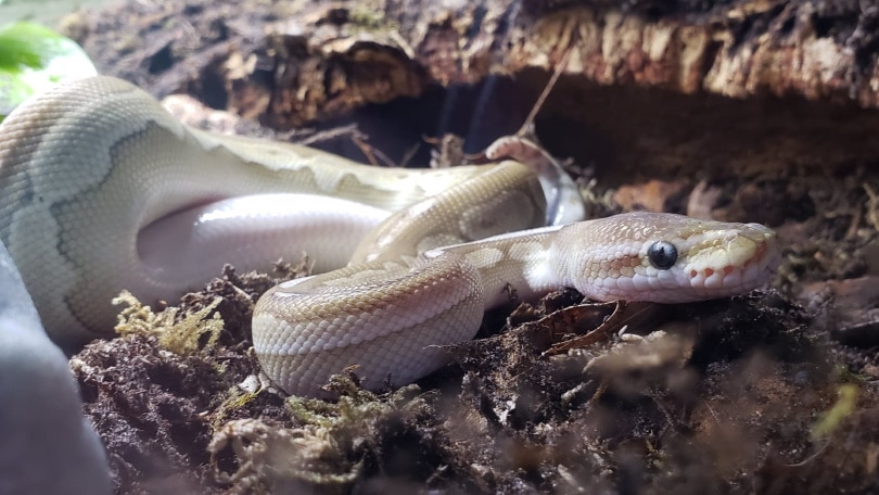 You are currently viewing Cinnamon Ball Python Morph: информация, фотографии и советы по уходу!