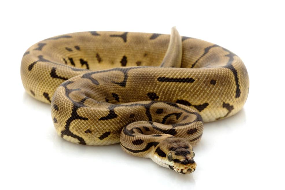 Леопардовый мяч Python вид спереди_fivesports_Shutterstock