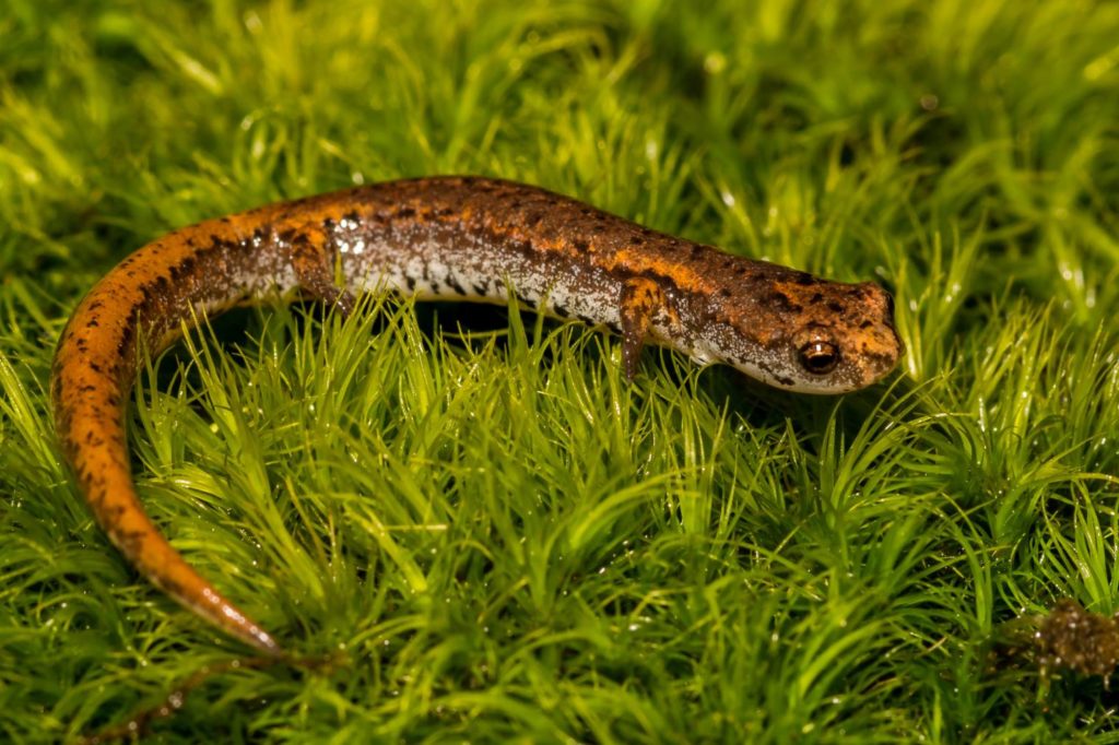 Четырехпалая саламандра крупным планом, вид сбоку_Jay Ondreicka_shutterstock