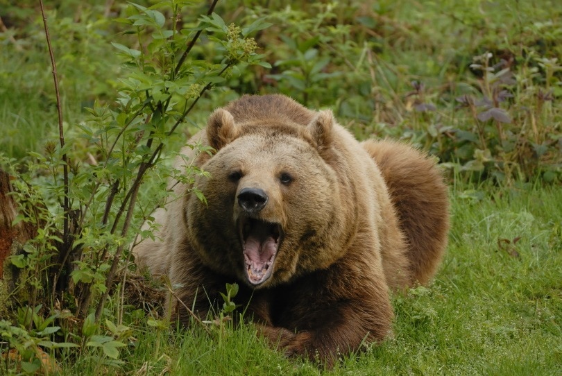 показан медведь, Карин Джейн, Shutterstock