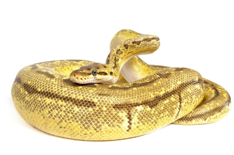 Lemon Blast Jag Ball Python_Robert Eastman_shutterstock