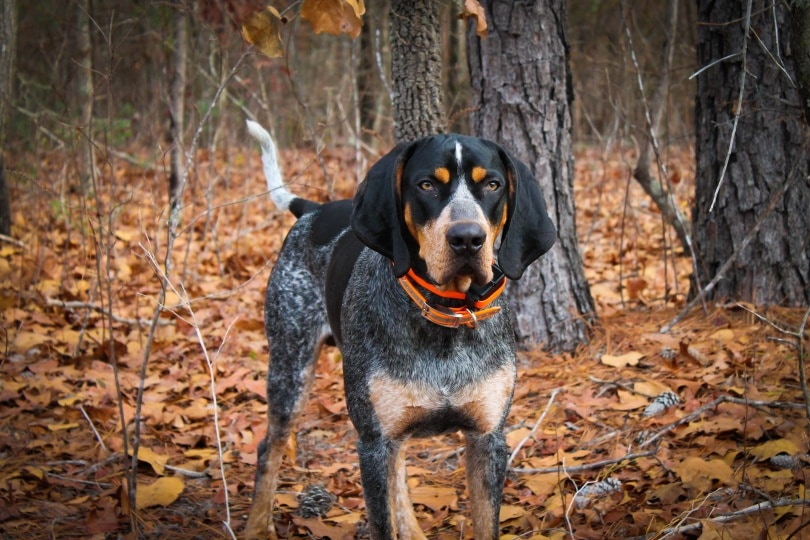 coonhound_Taylor Walter_Shutterstock