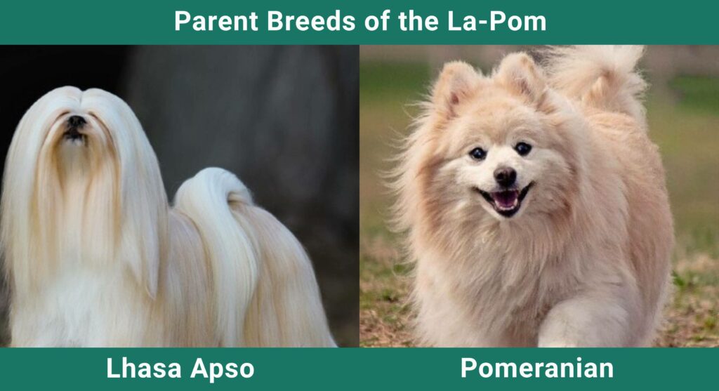 Parent_breds_La-Pom