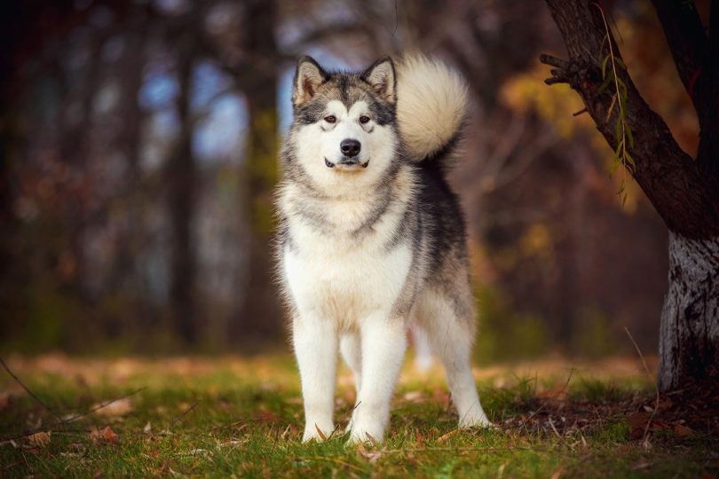 аляскинский маламут_Татьяна Кузнецова, Shutterstock