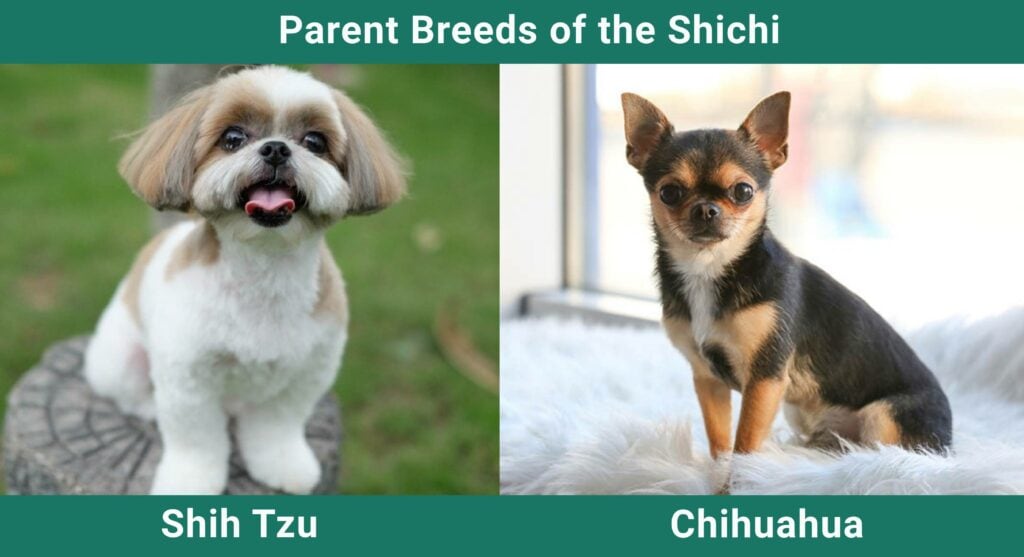 Parent_breeds_Shichi