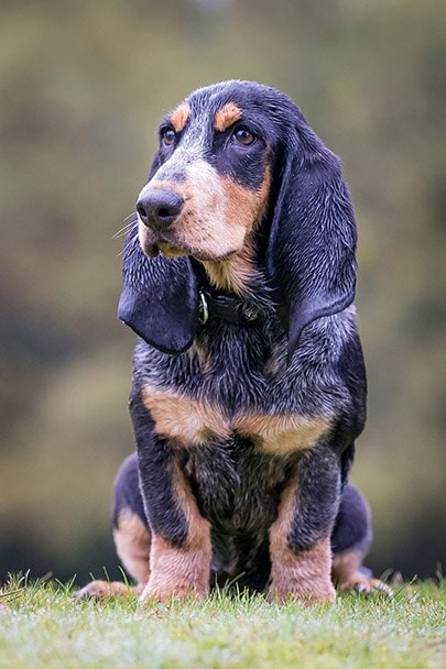 Basset Bleu de Gascogne